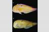 New Marine Species Documented in Cambodian Waters for the First Time