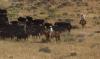 Public Health Alerts: Cyfendus for postexposure prophylaxis after inhalation anthrax exposures in Wyoming