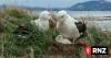 Tourism businesses brace for bird flu spread after years of planning