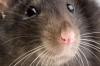 Rats are unbeatable, admits junior health minister