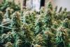 Cannabis License Applications Open Across Territory; Sept. 15 Deadline Set