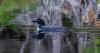 The more researchers look, the more contaminants they find in NH's loons