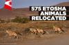 Close to 600 wild animals translocated from Etosha