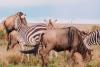 Tanzania’s wilderness: The unlikely friendships keeping the savannah alive