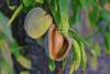 Southern Spain is becoming a desert. One company is using innovative organic farming techniques to turn that around (and make delicious almonds at the same time!)