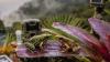 Scientists find two tiny frogs living together in a misty Peruvian forest above 3,000 metres