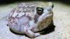 Viral desert rain frog listed as Vulnerable: Why the internet-famous amphibian is at risk