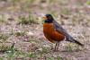 Changes to the Endangered Species Act will be 'devastating' to wildlife