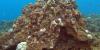 Scientists say North Shore corals are now dying due to mud from the Kona low storms