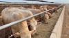 Livestock industry set to become key pillar of Kazakhstan's agricultural growth – Minister
