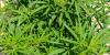 THC/CBD Reduces Agitation in Late-Stage Dementia