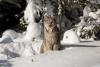 U.S. Fish and Wildlife Service Revises Canada Lynx Critical Habitat Designation