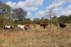 Communities strengthen zoonotic disease surveillance in southern Zambia