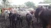 Farmers Receive Discounted Breeding Bulls to Strengthen Belize’s Cattle Industry