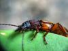 The Beetle Hunter Who Found 339 New Species in a Year