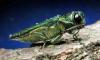 Tree-killing Asian beetle detected in EU for first time