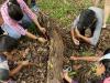 Elevating citizen science: How IUCN Members are advancing a global…