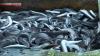 Shipments of eels, Japan's summer specialty, hit peak