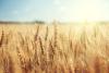 WK Kellogg supports regenerative agriculture in UK