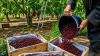 J&K cherries, plums reach Singapore, boosting India's agri trade