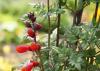 Chilean glory vine