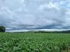Certified Soybean Seed: Paraguay Sector Raises Alarm