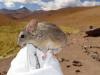 Scientists Finally Learned How a Tiny Mouse Survives Near the Andes Death Zone at 7,000 Meters