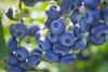 The blue gold of agro-exports: The strategic shift in global blueberry marketing