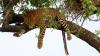 Only about 354 West African leopards remain. Their numbers are finally rising in one park, but scientists found a worrying gap