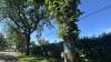 City removing memorial tree with ‘heavy heart’ due to Dutch Elm