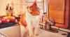 Food bowl mistake that stops cats from drinking enough water