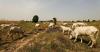 Nigeria launches $500 million agriculture fund