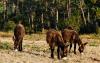 Meet the ‘Firefighting’ Donkeys of Spain, Chowing Down on Grass and Fire Risk from Dawn to Dusk