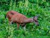 Applications open for West Virginia’s 2026 Antlerless Deer and State Park controlled lottery hunts