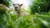 These rescued sheep are mowing lawns in Kentucky