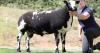 Indiana Jones leads Dutch Spotted Sheep Society sale at Worcester at 1600gns