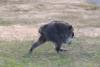Seattle's round raccoon Jimothy becomes viral star
