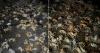 The video of a wave of crabs at night in Cuba that leaves everyone in shock