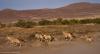 Wildlife relocation boosts Kunene conservation areas