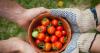 Local Food Procurement Could Unlock £1bn Farm Boost