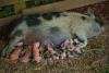 Farm celebrates 22 new arrivals ahead of summer Pig Fest