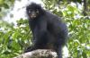 Meet the Orange-Lipped 'Likweli' Monkey, a New Species That Was Discovered in the Congo Rainforest