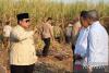 Indonesia targets two-year sugarcane rejuvenation under Prabowo