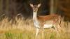 Minister urged to address Wicklow deer TB concerns