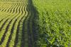 Economist: Corn, soybean prices hold steady but could drop this fall