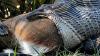 'It's an unsettling feat': How Florida's invasive python kills its prey, from rabbits to alligators