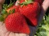 Innovative Organic Nursery Reiterates its Stance on Organic Strawberry Production