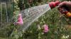'Reduce my water bill' say critics as parts of Wales face hosepipe ban