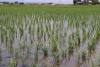 Japan's New Rice Prices Seen Falling after 2-Year Rise