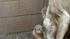 African Lion Cubs Born at Chaffee Zoo